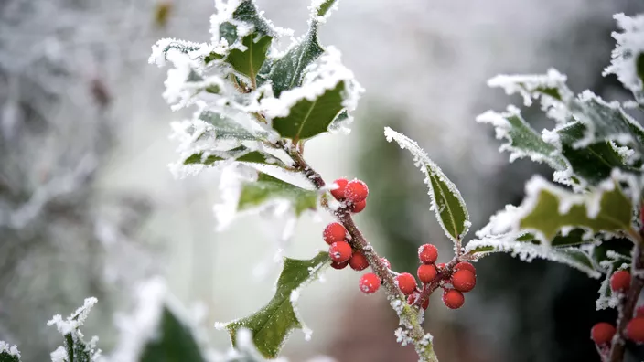 Holly is one of the most used ornamental plants in Christmas decorations