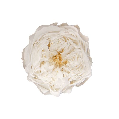 Boa plume 10x150cm rose/blanc - Emery Centre Jardin