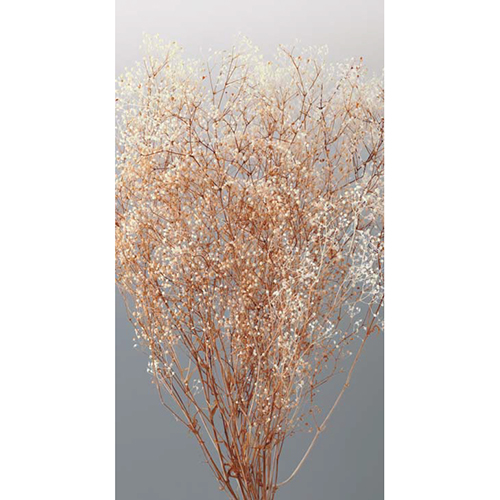 06 Soupir De Bebe Fleurexpert