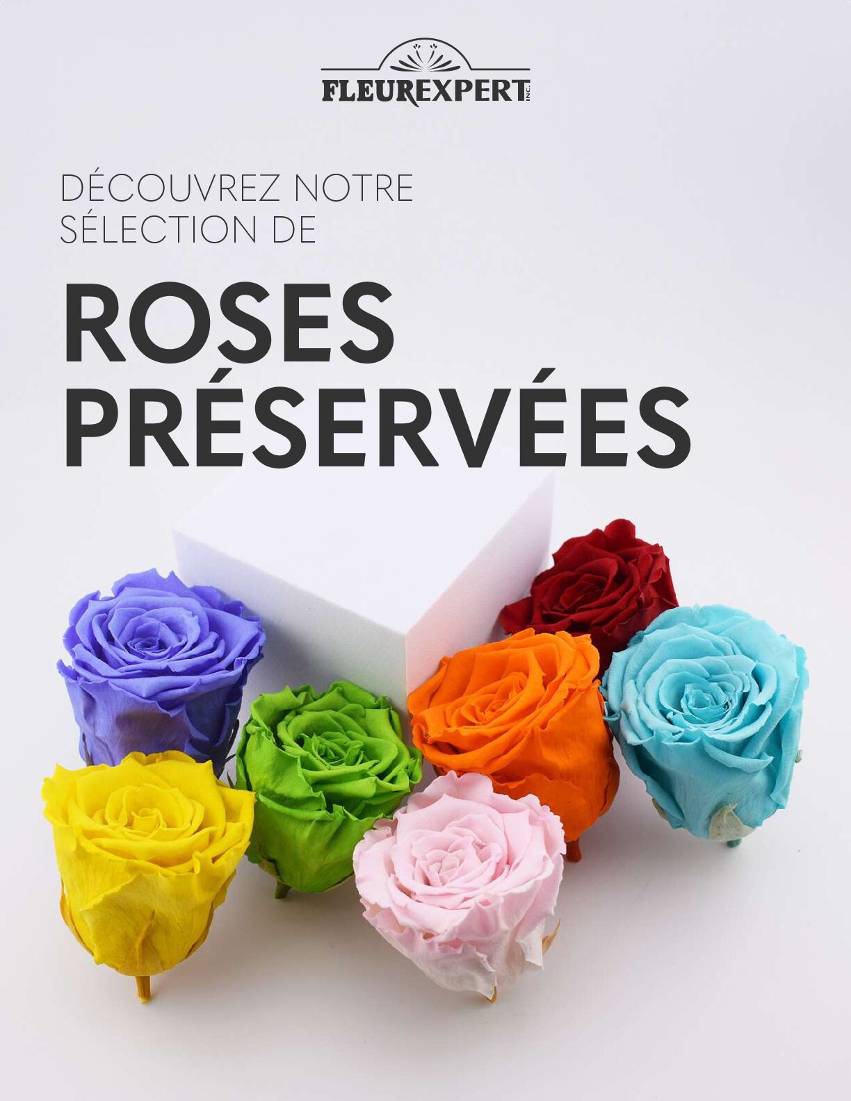 collection - roses préservées